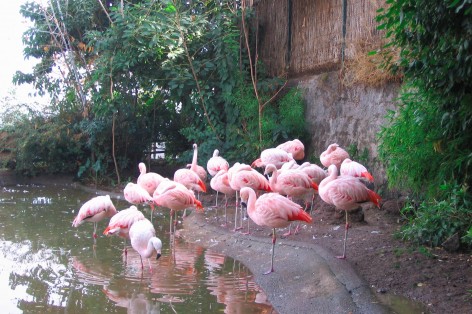 zoo santiago du Chili