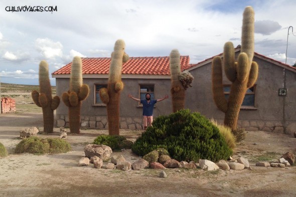 cactus bolivie
